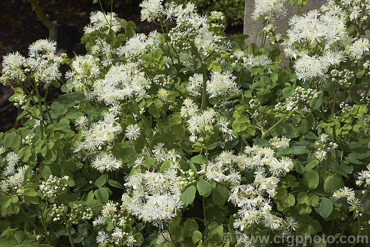 Thalictrum aquilegifolium, a spring- to early summer-flowering herbaceous perennial from Europe and temperate Asia. Its flowering stems can grow to around 15m tall. Its flower colour ranges form greenish white through powder blue to purple. thalictrum-2040htm'>Thalictrum.