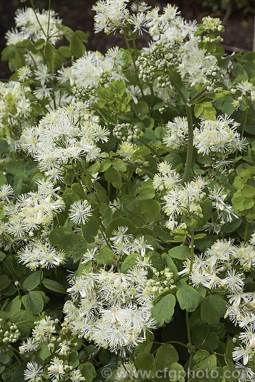 Thalictrum aquilegifolium, a spring- to early summer-flowering herbaceous perennial from Europe and temperate Asia. Its flowering stems can grow to around 15m tall. Its flower colour ranges form greenish white through powder blue to purple. thalictrum-2040htm'>Thalictrum.