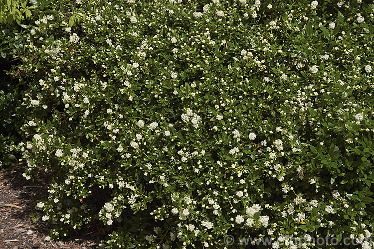 Ceanothus thyrsiflorus 'Snow Flurry', a white-flowered cultivar of the normally blue-flowered Blueblossom or Blue Blossom. Ceanothus, an evergreen, spring-flowering shrub native to the chaparral of California. In the wild it can spread to 6m wide but in gardens it is usually seen as a shrub around 15 x 2m high x 2 x 3m wide. ceanothus-2145htm'>Ceanothus. Order: Rosales, Family: Rhamnaceae