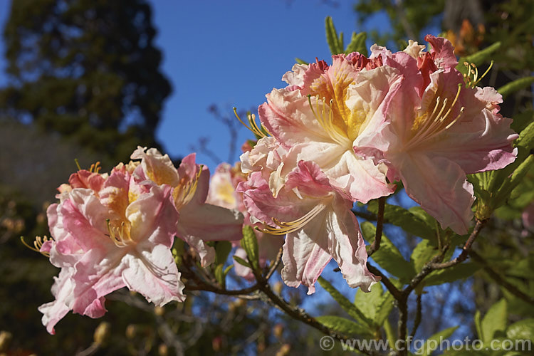 Rhododendron (deciduous azalea</i>) 'Ho'o', a deciduous azalea of uncertain origins, not to be confused with the Kurume hybrid of the same name