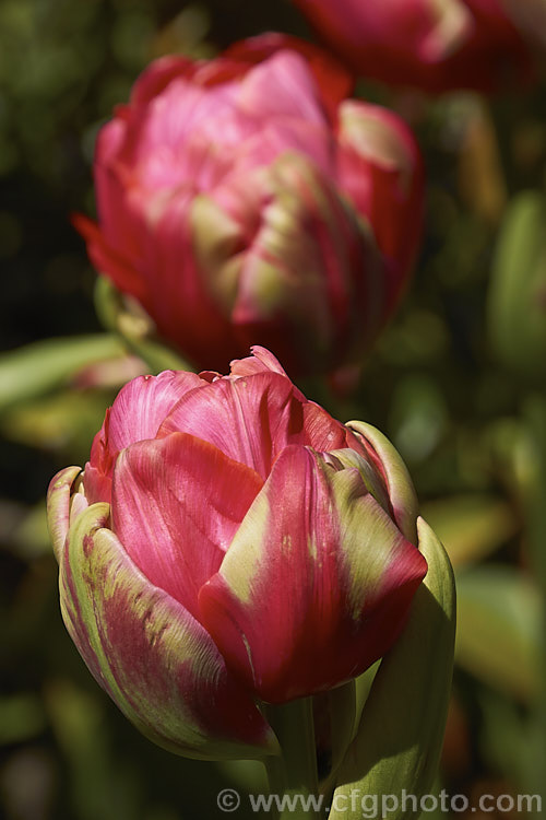 Tulipa 'Renown. Unique' (<i>Category 11 x Double. Late</i>), an unusual tulip with yellow-green-marked deep pink double flowers that open from green buds. It grows 60-70cm tall. The flowers have a mild scent. Order: Liliales, Family: Liliaceae