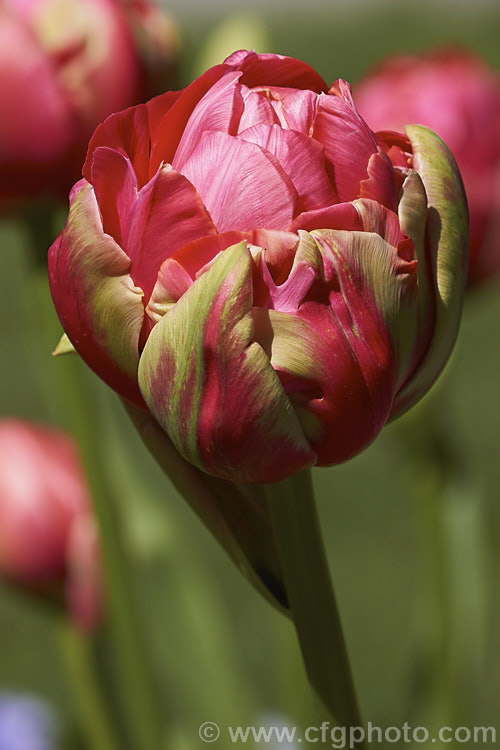 Tulipa 'Renown. Unique' (<i>Category 11 x Double. Late</i>), an unusual tulip with yellow-green-marked deep pink double flowers that open from green buds. It grows 60-70cm tall. The flowers have a mild scent. Order: Liliales, Family: Liliaceae