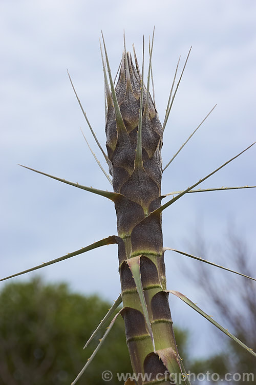 The developing flower spike of Puya herzogii, a terrestrial bromeliad native to small areas of Bolivia where it occurs at altitudes of 2300-4000m. The flowerheads grow on stems up to 2m tall, are heavily felted and produce green to greenish yellow flowers
