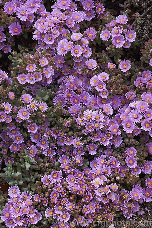 One of the many species of Ruschia, a southern Africa genus of succulents of the Aizoaceae family. They are one of the genera commonly known as ice plants and as with many of the Aizoaceae they are likely to be revised as the naming is in a fairly confused state. ruschia-3268htm'>Ruschia. <a href='aizoaceae-plant-family-photoshtml'>Aizoaceae</a>.