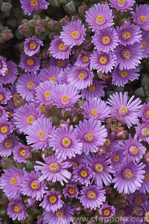 One of the many species of Ruschia, a southern Africa genus of succulents of the Aizoaceae family. They are one of the genera commonly known as ice plants and as with many of the Aizoaceae they are likely to be revised as the naming is in a fairly confused state. ruschia-3268htm'>Ruschia. <a href='aizoaceae-plant-family-photoshtml'>Aizoaceae</a>.