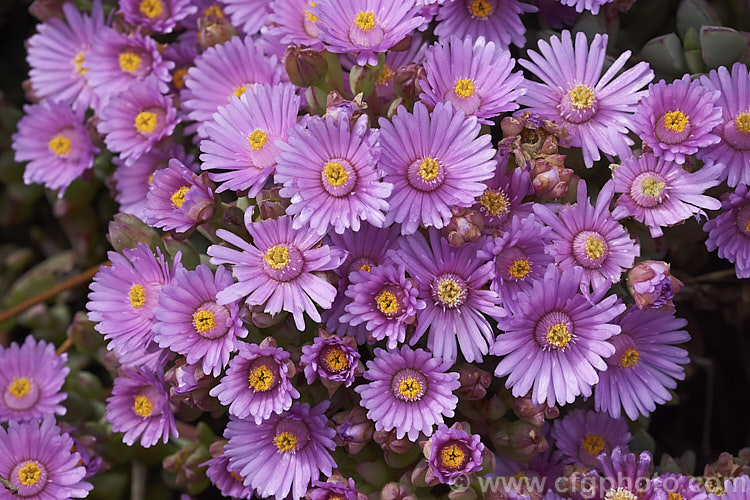 One of the many species of Ruschia, a southern Africa genus of succulents of the Aizoaceae family. They are one of the genera commonly known as ice plants and as with many of the Aizoaceae they are likely to be revised as the naming is in a fairly confused state. ruschia-3268htm'>Ruschia. <a href='aizoaceae-plant-family-photoshtml'>Aizoaceae</a>.