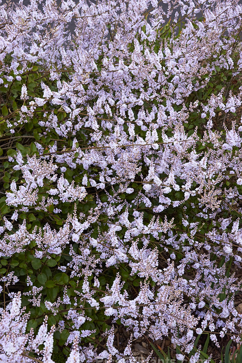 New Zealand Lilac (<i>Veronica hulkeana</i> [syns. <i>Heliohebe hulkeana</i>, <i>Hebe hulkeana</i>]), a spring-flowering evergreen shrub found on rocky banks in North Canterbury and Marlborough, New Zealand. It is popular in gardens but is often short-lived in cultivation. Order: Lamiales, Family: Plantaginaceae