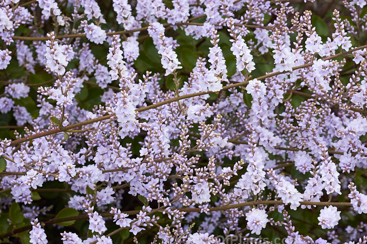 New Zealand Lilac (<i>Veronica hulkeana</i> [syns. <i>Heliohebe hulkeana</i>, <i>Hebe hulkeana</i>]), a spring-flowering evergreen shrub found on rocky banks in North Canterbury and Marlborough, New Zealand. It is popular in gardens but is often short-lived in cultivation. Order: Lamiales, Family: Plantaginaceae