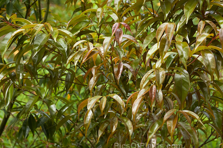 The new foliage of <i>Acer fabri</i>, a 10-18m tall, evergreen or near-evergreen maple native to southern China, including Hong Kong. It is also found in southern Japan but may have been introduced there. It is now rare in the wild. Order Sapindales, Family: Sapindaceae