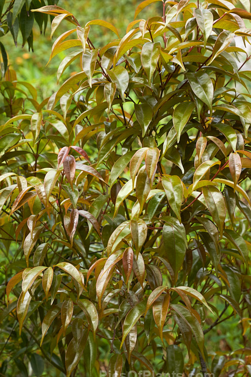The new foliage of <i>Acer fabri</i>, a 10-18m tall, evergreen or near-evergreen maple native to southern China, including Hong Kong. It is also found in southern Japan but may have been introduced there. It is now rare in the wild. Order Sapindales, Family: Sapindaceae
