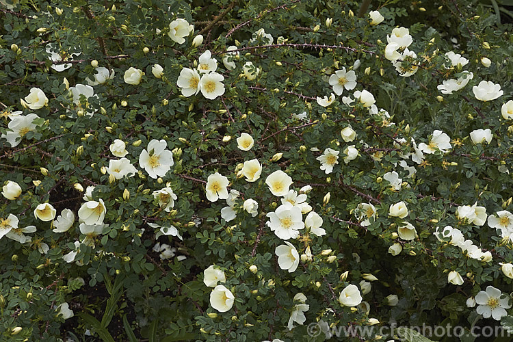 Rosa pimpinellifolia var. spinosissima, a very thorny, low-growing, cream-flowered variety of the Scotch or Burnet. Rose, a suckering, thicket forming species found over much of Eurasia. Order: Rosales, Family: Rosaceae