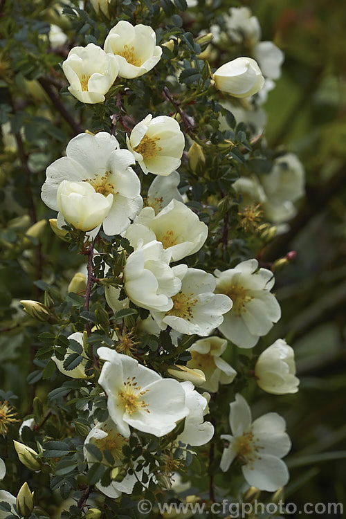 Rosa pimpinellifolia var. spinosissima, a very thorny, low-growing, cream-flowered variety of the Scotch or Burnet. Rose, a suckering, thicket forming species found over much of Eurasia. Order: Rosales, Family: Rosaceae