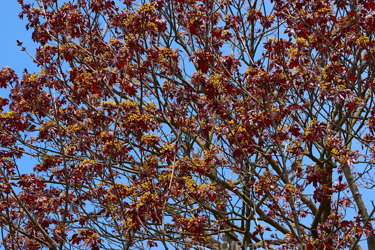 The yellow flowers and purple-red young spring foliage of <i>Acer platanoides</i> 'Goldsworth Purple', a purple-leafed form of the Norway Maple developed by Slocock's Nursery of England. Order Sapindales, Family: Sapindaceae