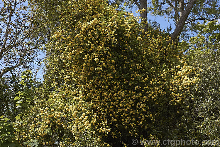 Yellow Double-flowered Banksia Rose (<i>Rosa banksiae var. normalis 'Lutea'), a once-flowering cultivar of a climbing rose from western and central China. Order: Rosales, Family: Rosaceae