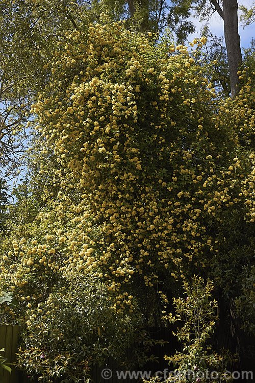 Yellow Double-flowered Banksia Rose (<i>Rosa banksiae var. normalis 'Lutea'), a once-flowering cultivar of a climbing rose from western and central China. Order: Rosales, Family: Rosaceae