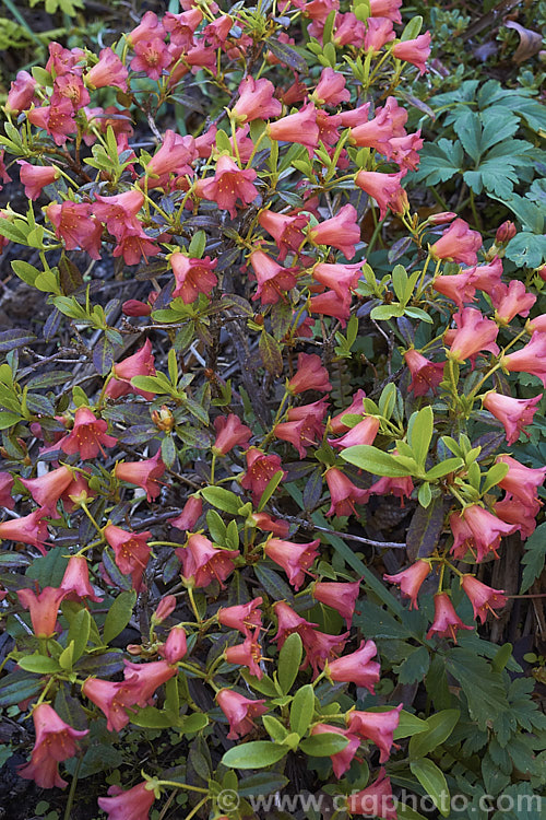 Rhododendron campylogynum var. myrtilloides (syn. Rhododendron myrtilloides</i>), a vdery small natural variety of an alpine rhododendron native to the Himalayas, where it occurs at elevations of 3000-4200m. Its small thimble- to bell-shaped flowers occur in a range of colours. Those of var. myrtilloides tend to be pink, sometimes with orange tones