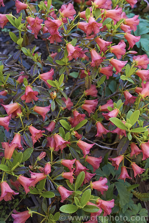 Rhododendron campylogynum var. myrtilloides (syn. Rhododendron myrtilloides</i>), a vdery small natural variety of an alpine rhododendron native to the Himalayas, where it occurs at elevations of 3000-4200m. Its small thimble- to bell-shaped flowers occur in a range of colours. Those of var. myrtilloides tend to be pink, sometimes with orange tones