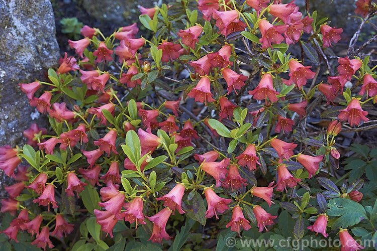 Rhododendron campylogynum var. myrtilloides (syn. Rhododendron myrtilloides</i>), a vdery small natural variety of an alpine rhododendron native to the Himalayas, where it occurs at elevations of 3000-4200m. Its small thimble- to bell-shaped flowers occur in a range of colours. Those of var. myrtilloides tend to be pink, sometimes with orange tones