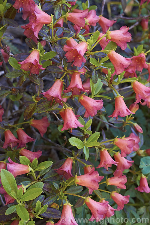 Rhododendron campylogynum var. myrtilloides (syn. Rhododendron myrtilloides</i>), a vdery small natural variety of an alpine rhododendron native to the Himalayas, where it occurs at elevations of 3000-4200m. Its small thimble- to bell-shaped flowers occur in a range of colours. Those of var. myrtilloides tend to be pink, sometimes with orange tones
