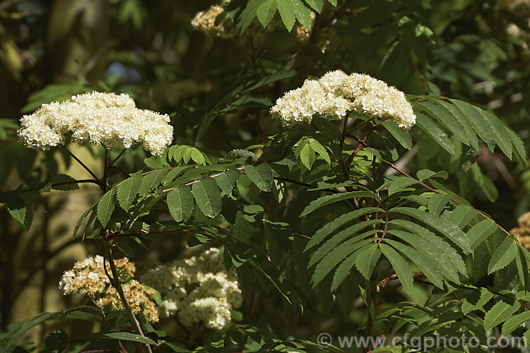 The flowerheads and spring foliage of Esserteau's Rowan (<i>Sorbus esserteauana [syn. Sorbus esserteauiana]), a deciduous, 8-12m tall tree native to western China. Its spring-borne heads of small white flowers develop into clusters of red fruits. Cultivars may have golden yellow to orange fruit. sorbus-2143htm'>Sorbus.