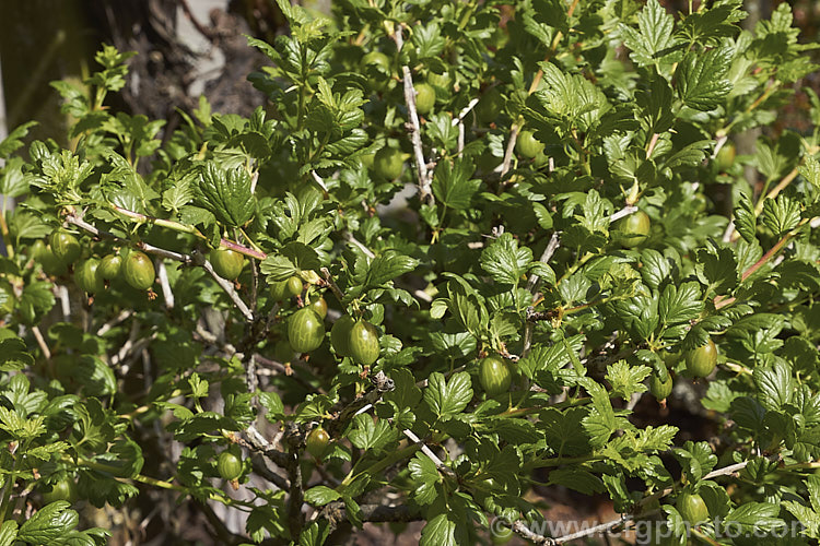 Gooseberry (<i>Ribes uva-crispa</i>), a thorny-stemmed deciduous shrub found in various forms from northeastern Europe to North Africa. It has insignificant yellow-green spring flowers that are followed by tart, bristly green fruit that redden somewhat when ripe
