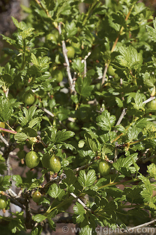 Gooseberry (<i>Ribes uva-crispa</i>), a thorny-stemmed deciduous shrub found in various forms from northeastern Europe to North Africa. It has insignificant yellow-green spring flowers that are followed by tart, bristly green fruit that redden somewhat when ripe