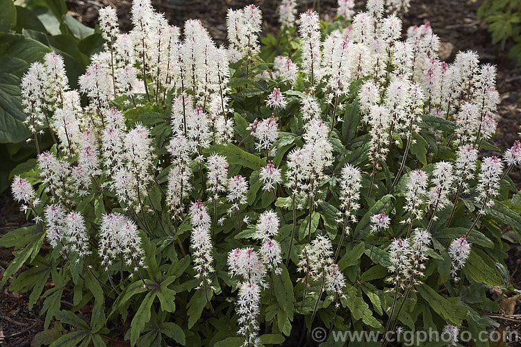 Tiarella 'Spring Symphony', a compact. Foam. Flower cultivar that is grown for its maroon-centred foliage and its impressive spring show of pink-tinted cream flowerheads that are borne on stems up to 40cm tall It soon forms a dense clump of foliage to around 30cm high and spreads to become a small-scale groundcover. Order: Saxifragales, Family: Saxifragaceae