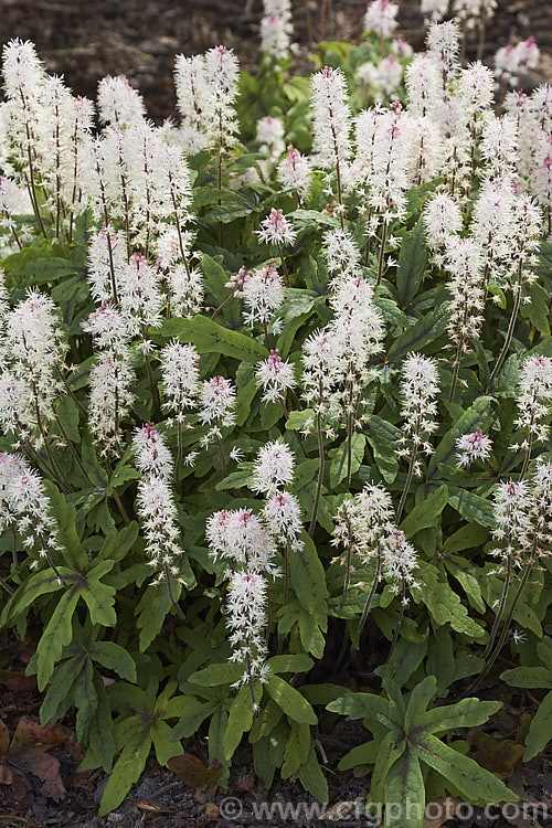 Tiarella 'Spring Symphony', a compact. Foam. Flower cultivar that is grown for its maroon-centred foliage and its impressive spring show of pink-tinted cream flowerheads that are borne on stems up to 40cm tall It soon forms a dense clump of foliage to around 30cm high and spreads to become a small-scale groundcover. Order: Saxifragales, Family: Saxifragaceae