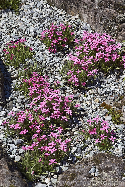 Red Star (<i>Rhodohypoxis baurii</i>), a spreading. South African bulbous-rooted perennial with hairy, rather grass-like stems and masses of bright flowers in late spring