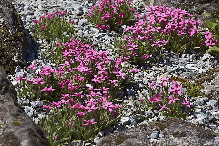 Red Star (<i>Rhodohypoxis baurii</i>), a spreading. South African bulbous-rooted perennial with hairy, rather grass-like stems and masses of bright flowers in late spring