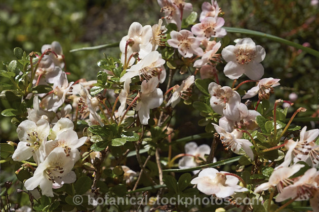 Rhododendron lepidotum var. chloranthum (syn. Rhododendron lepidotum var. elaeagnoides</i>), a creamy white-flowered form of a twiggy evergreen shrub found in the Himalayas at altitudes up to 5,000m. The plant grows to around 50cm high and wide, with leaves that are very small and covered with fine rusty scales