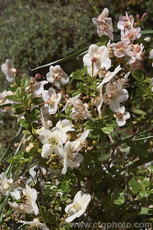 Rhododendron lepidotum var. chloranthum (syn. Rhododendron lepidotum var. elaeagnoides</i>), a creamy white-flowered form of a twiggy evergreen shrub found in the Himalayas at altitudes up to 5,000m. The plant grows to around 50cm high and wide, with leaves that are very small and covered with fine rusty scales