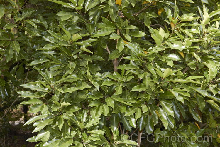Raukawa (<i>Raukaua edgerleyi [syn. Pseudopanax edgerleyi]), an evergreen shrub or small tree native to New Zealand and often an epiphyte when young. Its lustrous, aromatic foliage is variable in shape, often trifoliate and toothed when young but maturing to a simple, smooth-edged leaf, sometimes with small teeth along the midrib. Small greenish white flowers develop into similarly coloured fruits
