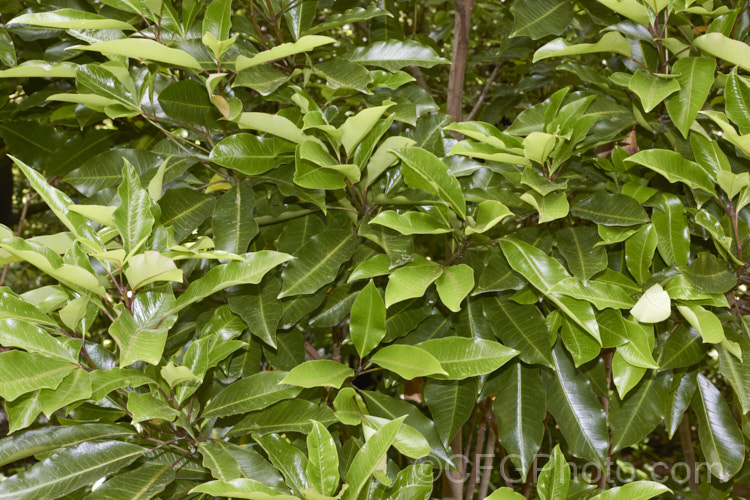 Raukawa (<i>Raukaua edgerleyi [syn. Pseudopanax edgerleyi]), an evergreen shrub or small tree native to New Zealand and often an epiphyte when young. Its lustrous, aromatic foliage is variable in shape, often trifoliate and toothed when young but maturing to a simple, smooth-edged leaf, sometimes with small teeth along the midrib. Small greenish white flowers develop into similarly coloured fruits