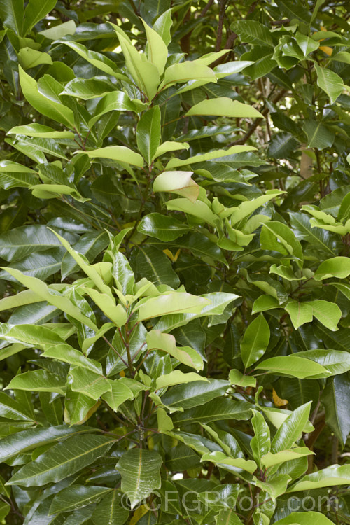 Raukawa (<i>Raukaua edgerleyi [syn. Pseudopanax edgerleyi]), an evergreen shrub or small tree native to New Zealand and often an epiphyte when young. Its lustrous, aromatic foliage is variable in shape, often trifoliate and toothed when young but maturing to a simple, smooth-edged leaf, sometimes with small teeth along the midrib. Small greenish white flowers develop into similarly coloured fruits