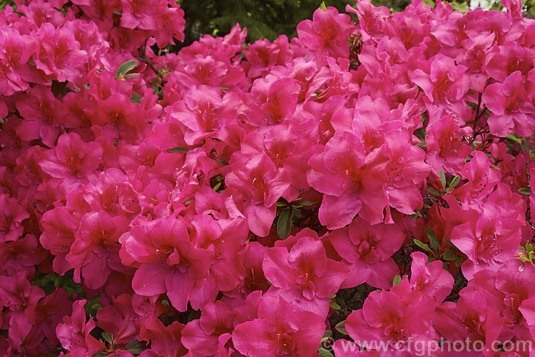Rhododendron (evergreen azalea</i>) 'Duc de Nassau' an old Belgian Indica hybrid raised by Mardner of Belgium in 1854. It grows to around 12m high and wide and flowers profusely