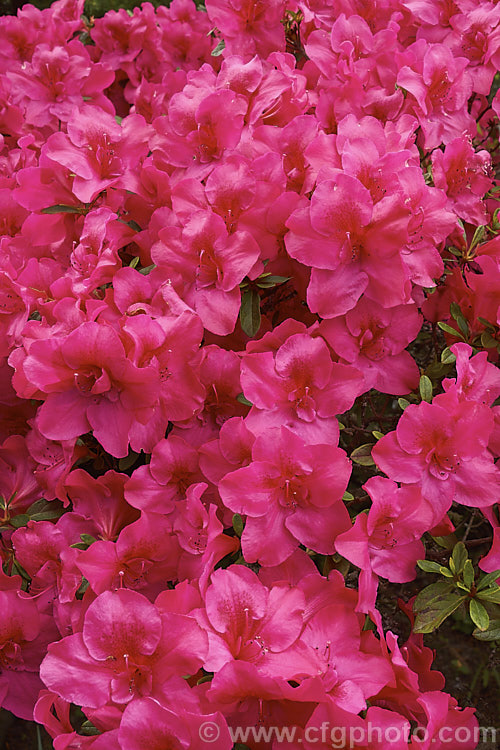 Rhododendron (evergreen azalea</i>) 'Duc de Nassau' an old Belgian Indica hybrid raised by Mardner of Belgium in 1854. It grows to around 12m high and wide and flowers profusely