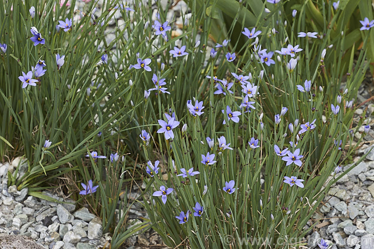 Blue-eyed. Grass (<i>Sisyrinchium graminoides</i>), a spring-flowering. North American perennial with somewhat glaucous, grassy foliage and small, yellow-centred blue flowers on wiry stems typically 20-25cm tall While often considered synonymous with Sisyrinchium angustifolium, in cultivation it can be distinguished by its very narrow blue-green leaves