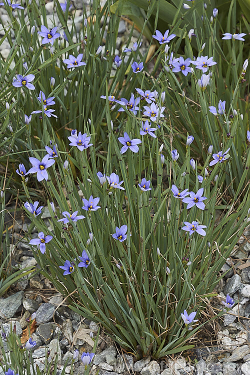 Blue-eyed. Grass (<i>Sisyrinchium graminoides</i>), a spring-flowering. North American perennial with somewhat glaucous, grassy foliage and small, yellow-centred blue flowers on wiry stems typically 20-25cm tall While often considered synonymous with Sisyrinchium angustifolium, in cultivation it can be distinguished by its very narrow blue-green leaves
