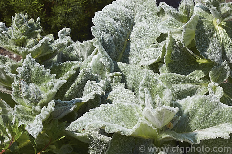 Silver Leaved Sage (<i>Salvia argentea</i>), a biennial or short-lived perennial native to the Mediterranean region. It is more notable for its large, very densely hairy silver-grey leaves than for its heads of small, short-lived white and mauve-blue flowers. Order: Lamiales, Family: Lamiaceae