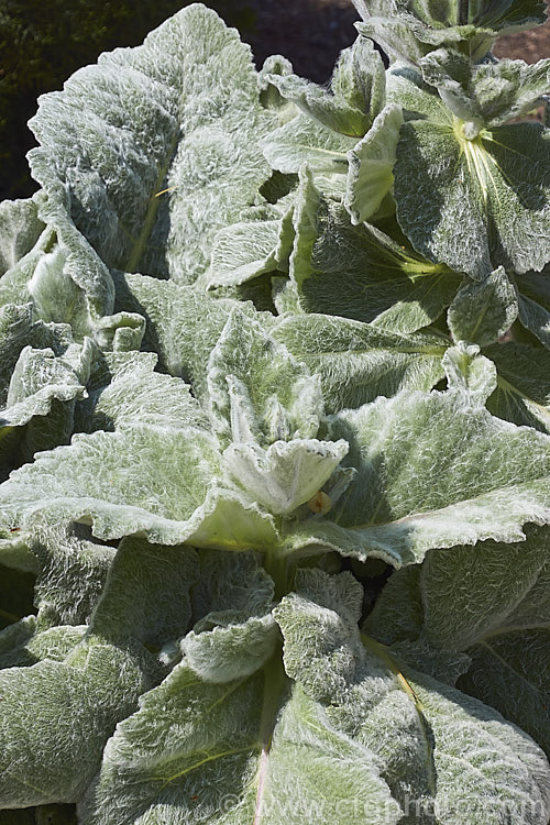 Silver Leaved Sage (<i>Salvia argentea</i>), a biennial or short-lived perennial native to the Mediterranean region. It is more notable for its large, very densely hairy silver-grey leaves than for its heads of small, short-lived white and mauve-blue flowers. Order: Lamiales, Family: Lamiaceae