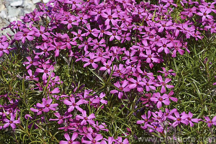 Phlox subulata 'Temiskaming', a bright pink-flowered cultivar of a mat or cushion-forming spring-flowering perennial native to the eastern United States. Order: Ericales, Family: Polemoniaceae