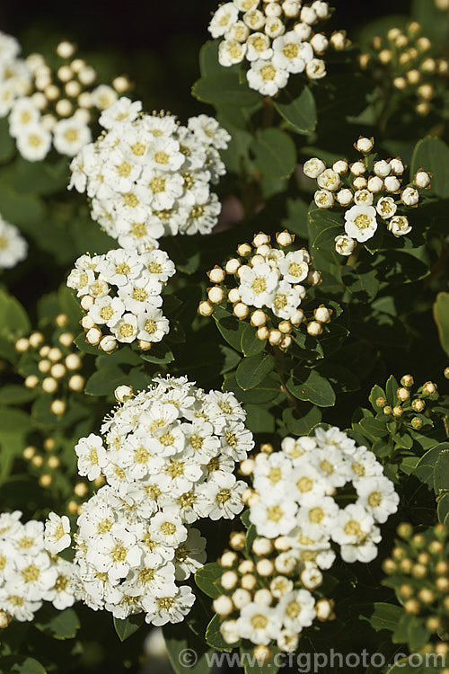 Snowmound. Spirea (<i>Spiraea nipponica 'Snowmound'), a heavy-blooming cultivar of a spring-flowering deciduous shrub native to Japan. It grows 15-2m high and wide. The flowers are typically white but often have a faint pink flush. spiraea-3326htm'>Spiraea.