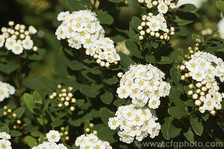 Snowmound. Spirea (<i>Spiraea nipponica 'Snowmound'), a heavy-blooming cultivar of a spring-flowering deciduous shrub native to Japan. It grows 15-2m high and wide. The flowers are typically white but often have a faint pink flush. spiraea-3326htm'>Spiraea.