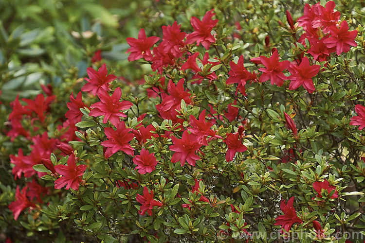 Rhododendron (evergreen azalea</i>) 'Scarlet Prince' (syn 'Yaye. Hiryu'), this 1 m tall x 15m wide spring-flowering shrub was one of the original. Wilson. Kurume azaleas (<i>No39). Its bright red flowers are of the hose-in-hose form