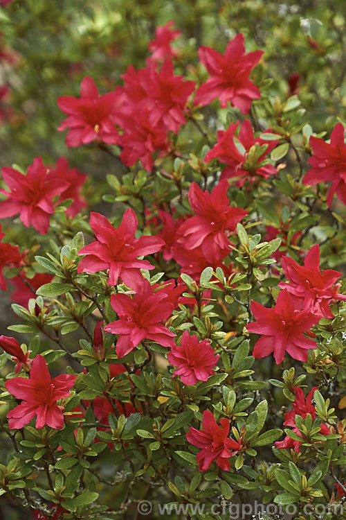Rhododendron (evergreen azalea</i>) 'Scarlet Prince' (syn 'Yaye. Hiryu'), this 1 m tall x 15m wide spring-flowering shrub was one of the original. Wilson. Kurume azaleas (<i>No39). Its bright red flowers are of the hose-in-hose form