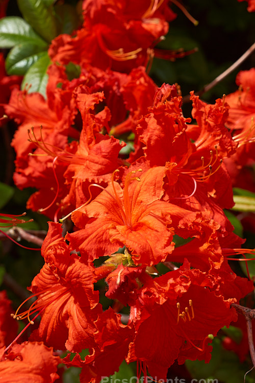 <i>Rhododendron</i> (deciduous azalea</i>) 'Red Letter' (syn. 'Melford Red Letter'), an Ilam hybrid raised by Dr. Yeates of Palmerston North, NZ. Order: Ericales, Family: Ericaceae
