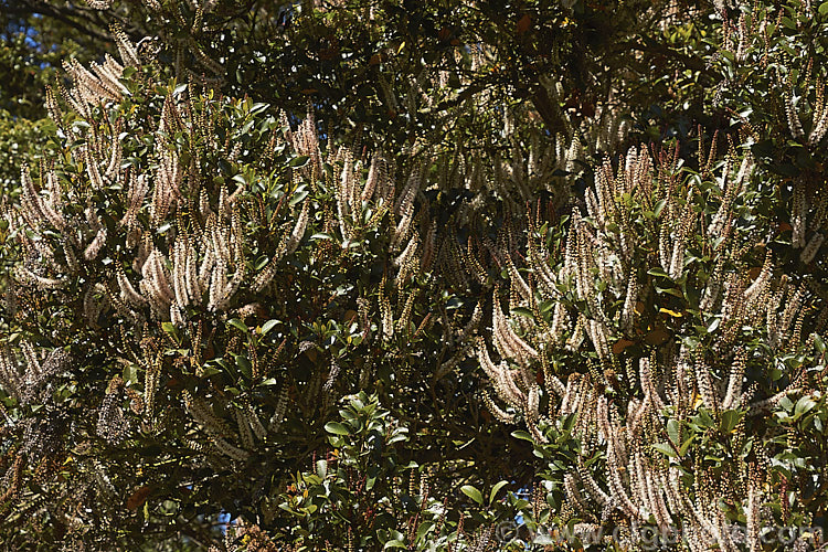 Towhai or Tawhero (<i>Weinmannia silvicola</i>), an 8-15m tall shrub or small tree found in the northern half of the North Island of New Zealand It produces spikes of tiny, nectar-rich, cream flowers in spring and early summer. weinmannia-2395htm'>Weinmannia. <a href='cunoniaceae-plant-family-photoshtml'>Cunoniaceae</a>.