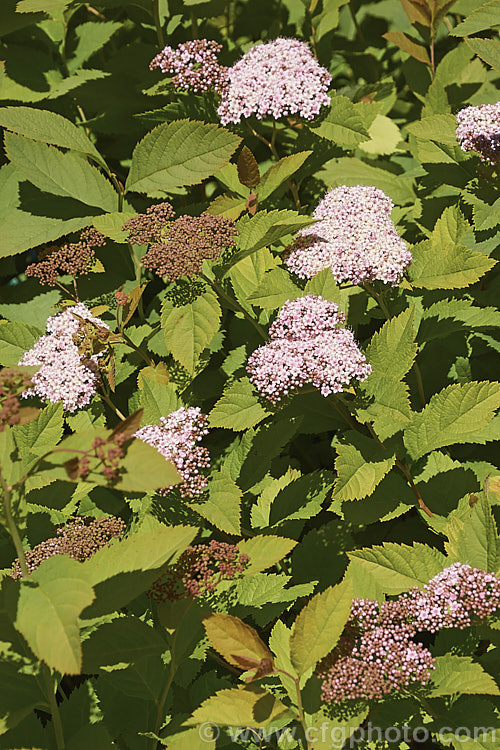 Spiraea miyabei, a spring-flowering, 1-2m high and wide deciduous shrub native to China and Japan. The tiny flowers may be creamy white or pink and are crowded in dense heads. spiraea-3326htm'>Spiraea.