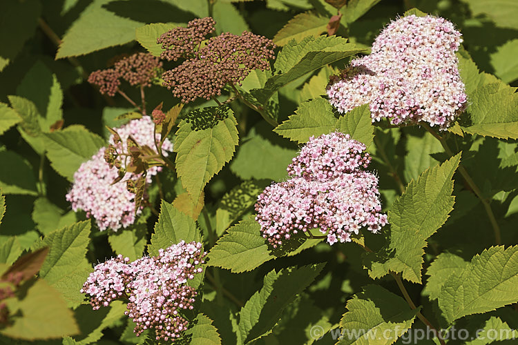 Spiraea miyabei, a spring-flowering, 1-2m high and wide deciduous shrub native to China and Japan. The tiny flowers may be creamy white or pink and are crowded in dense heads. spiraea-3326htm'>Spiraea.